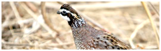 quail-pricing